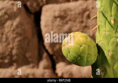 Closed up bright green Cactus Pear on its tree in the sunlight of Atacama desert, Chile, South America Stock Photo