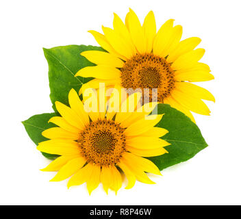 Two sunflowers with leaves isolated on white background Stock Photo