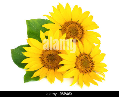 Three sunflowers with leaves isolated on white background Stock Photo