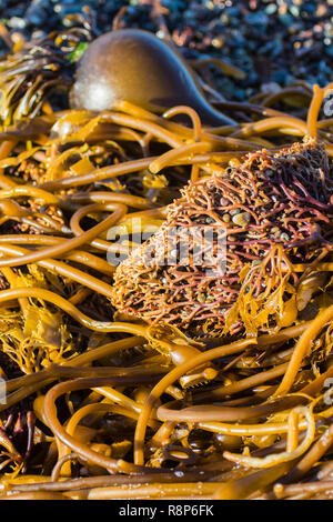 seaweed or kelp on Moonstone Beach Cambria , California; USA Stock Photo
