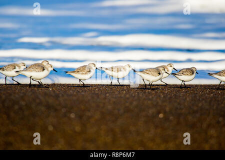 Sanderlings ( Calidris alba ) foraging along the shoreline at Moonstone beach Cambria, California; USA Stock Photo