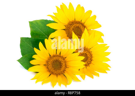 Three sunflowers with leaves isolated on white background Stock Photo