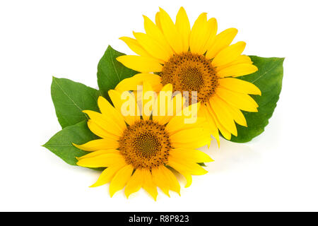 Two sunflowers with leaves isolated on white background Stock Photo