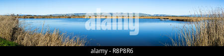 Panoramic view of one of the ponds surrounded by tule reeds and cattail in Coyote Hills Regional Park; Diablo mountain range in the background, Fremon Stock Photo