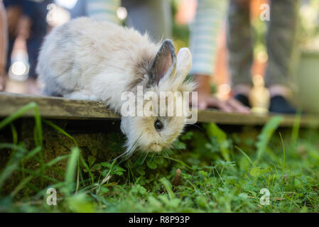 Cute little pet rabbit peeking from wooden terrace with his family owners legs in background. Stock Photo