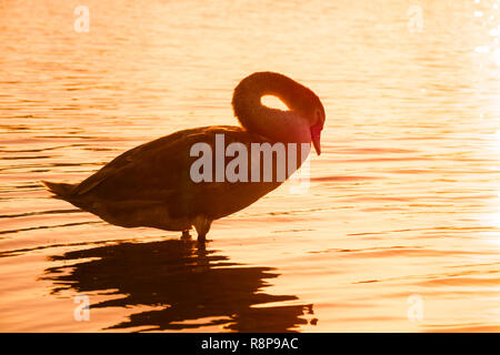 Close-up of a beautiful lonely white swan (Cygnus olor) standing alone in a lake at sunset. Stock Photo