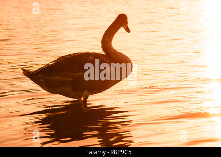 Close-up of a beautiful white swan (Cygnus olor) standing alone in a lake and looking into the sunset. Stock Photo