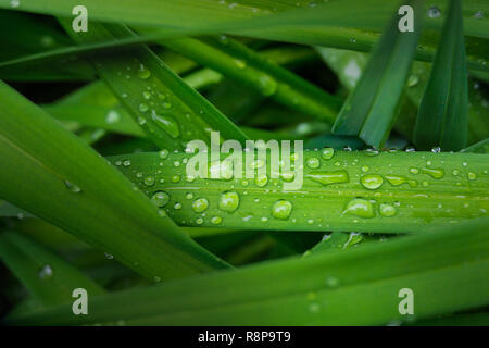 Close-up of Water Drops on Blades of Grass. Stock Photo