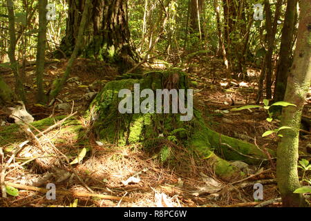 Moss covered tree stump in forest Stock Photo