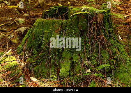 Moss covered tree stump in forest Stock Photo