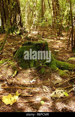 Moss covered tree stump in forest Stock Photo