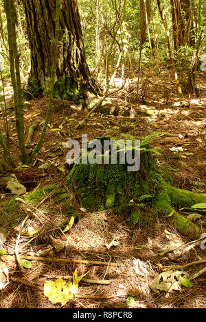 Moss covered tree stump in forest Stock Photo