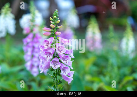 Most Beautiful And Amazing Flowers With Leaf And Flower Tree White And Pink Color Flower On Blur Background With Leaf Amazingly Beautiful Flowers Pic Stock Photo Alamy