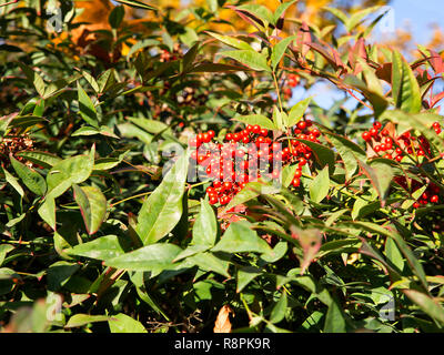 background of small red fruits on green shrub Stock Photo