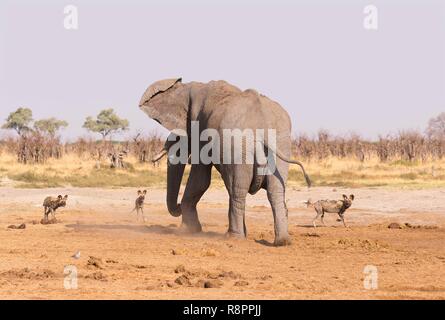 Bostwana, Savuti National Park, African bush elephant or African savanna elephant (Loxodonta africana), near the water hole Stock Photo