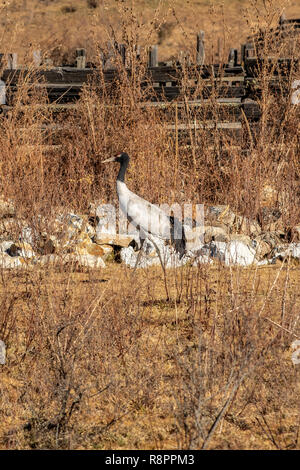 Black-necked Crane, Grus nigricollis in Gangtey Valley, Bhutan Stock Photo