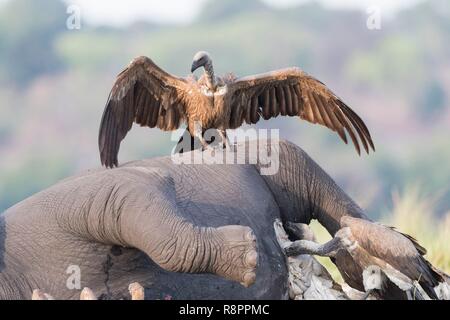 Bostwana, Chobe National Park, Chobe river, African bush elephant or African savanna elephant (Loxodonta africana), , dead from anthrax, eaten by the africans vultures, Bostwana, Central Kalahari Game Reserve, White-backed vulture (Gyps africanus), Stock Photo