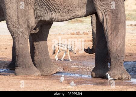 Bostwana, Savuti National Park, African bush elephant or African savanna elephant (Loxodonta africana), near the water hole Stock Photo