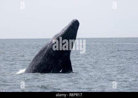 Mexico, Baja California Sur, Puerto San Carlos, Magdalena Bay (Madelaine Bay), Gray Whale (Eschrichtius robustus), spyhopping Stock Photo