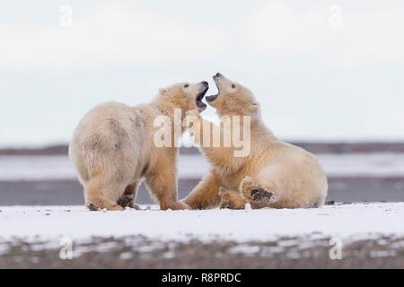 United States, Alaska, Arctic National Wildlife Refuge, Kaktovik, Polar Bear (Ursus maritimus), along a barrier island outside Kaktovik, Alaska. Every fall, polar bears (Ursus maritimus) gather near Kaktovik on the northern edge of ANWR, Arctic Alaska, Fall, conflict Stock Photo