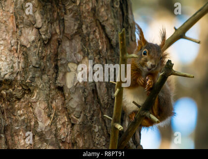 Red Squirrel Stock Photo