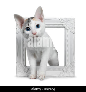 Cute silver patterned shorthair Japanese Bobtail cat kitten standing through a white photo frame, looking at camera with blue eyes. Isolated on white Stock Photo