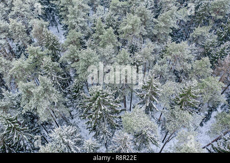 aerial view of winter forest covered with snow after snowfall Stock Photo