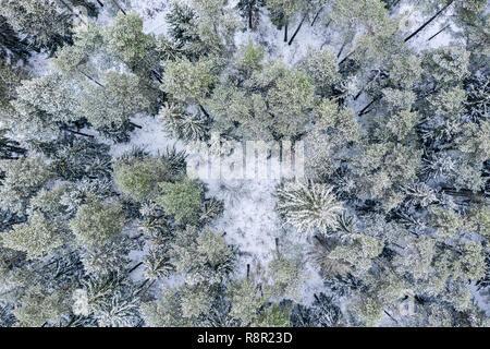 winter forest with coniferous trees covered with snow. bird's eye view Stock Photo