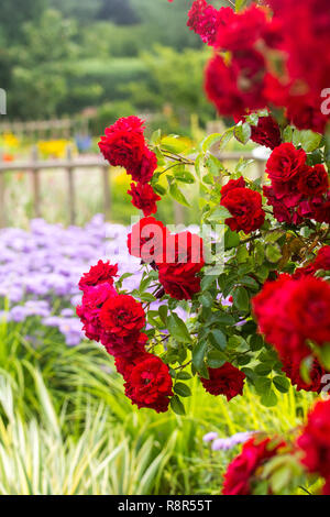 Pnouci Ruze Amadeus () Pnouci Ruze Amadeus