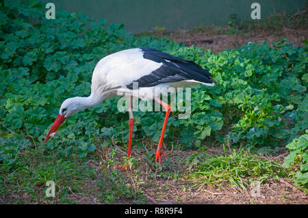 White stork looking for the food, autumn Stock Photo