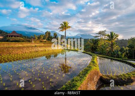 Indonesia, Bali, Center, sunrise over terraced rice fields near Jatiluwih Stock Photo