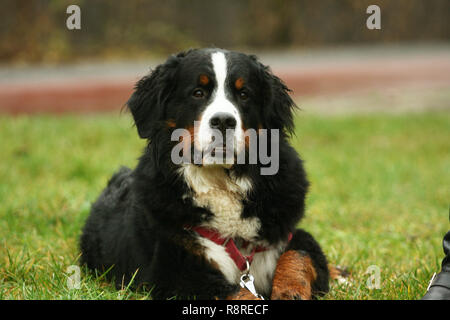 Bernese mountain dog laying on the grass Stock Photo