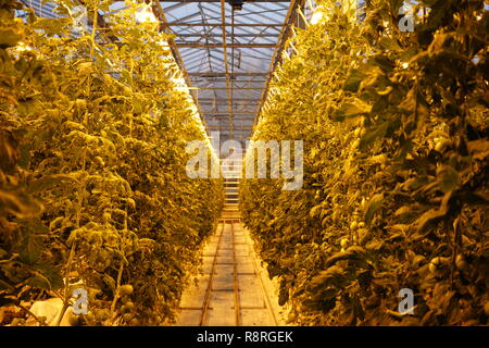 Tomatoes being grown in a greenhouse in Reykjavik. Stock Photo
