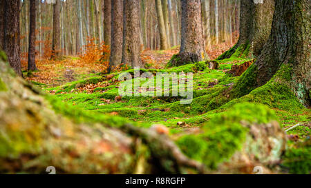 Mossy Forest Floor Stock Photo