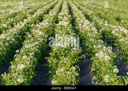 Farmland with lush flowering potato plants (solanum tuberosum) growing in rows during summer. Stock Photo