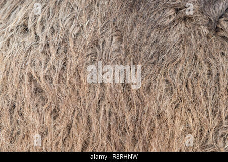 Camel fur background texture image background Stock Photo