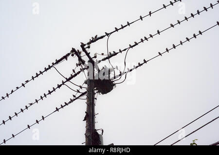 A large number of small birds perching on electric cables in Japan. Stock Photo