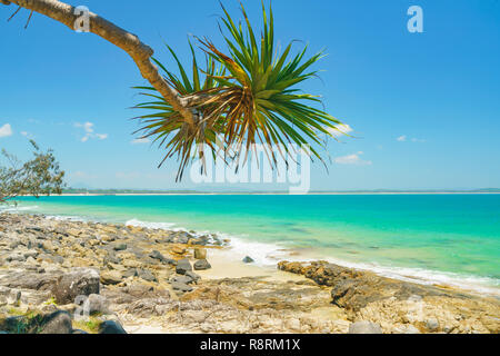 Noosa National Park on a perfect day with blue water and pandanus palms Stock Photo