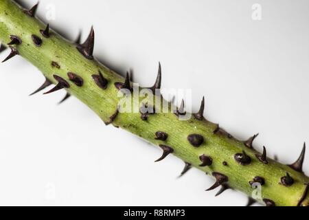 Thorns on a stem green with white background Stock Photo