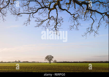 Ploughed farmland as viewed from under a large oak tree on a bright winter morning in Beverley, Yorkshire, UK. Stock Photo