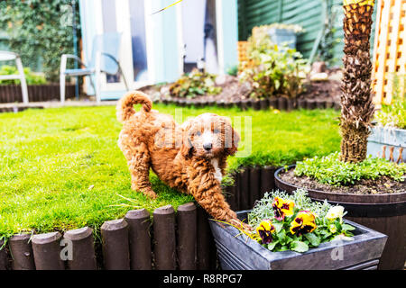 Mischievous dog, Mischievous puppy, cheeky puppy, cheeky dog, puppy, dog, cockapoo, naughty puppy, naughty dog, up to no good, naughty, cheeky, puppy Stock Photo