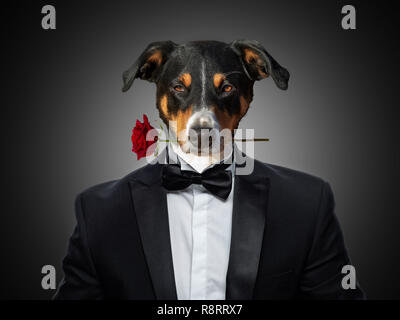 valentines Appenzeller Mountain dog in love holding a rose with mouth, in a suit looks, isolated on black background Stock Photo