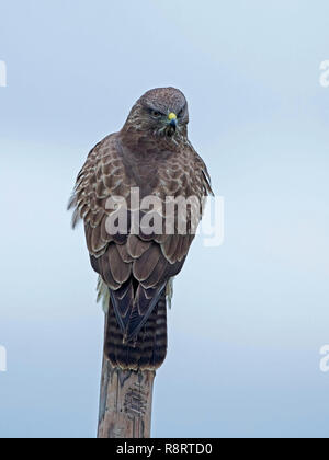 Common buzzard perched on a post Stock Photo
