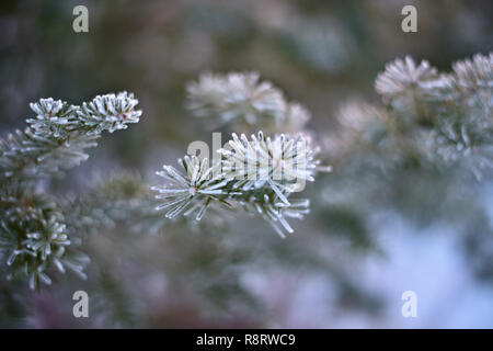 FROSTED PINE NEEDLES Stock Photo
