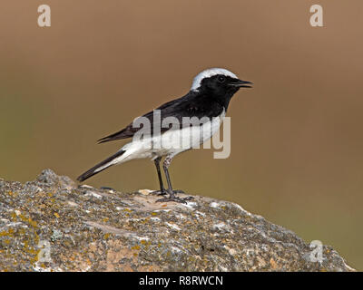 Male pied wheatear in Summer plumage perched on rock Stock Photo