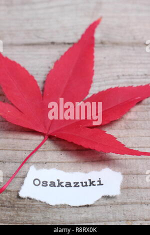 Acer palmatum 'Osakazuki' Japanese maple displaying red autumn colour, in November, UK Stock Photo