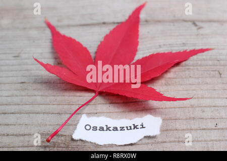 Acer palmatum 'Osakazuki' Japanese maple displaying red autumn colour, in November, UK Stock Photo