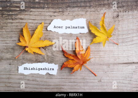 Acer palmatum 'Shishigashira' Japanese maple leaves showing autumn colour in November, UK Stock Photo