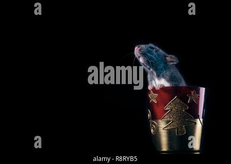 Cute rodent with christmas decoration isolated on black background with copy space. Stock Photo
