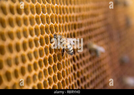 Honey bees working on a honeycomb hexagonal structure in the beehive Stock Photo